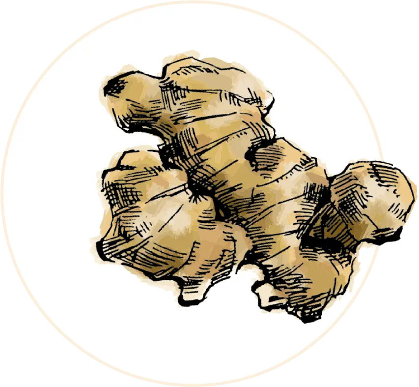 黄山薬抽出液 イラスト