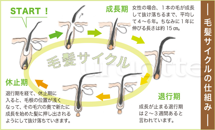 uruotte_2015毛髪サイクル