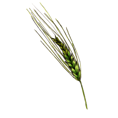 uruotte 大麦