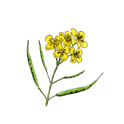 uruotte 菜種