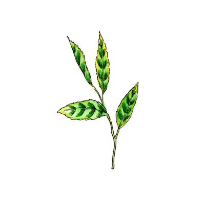uruotte 宇治茶