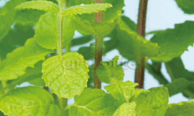 【こだわり成分事典】メントール：清涼感だけじゃない！血行促進、吸収率UPの効果も。
