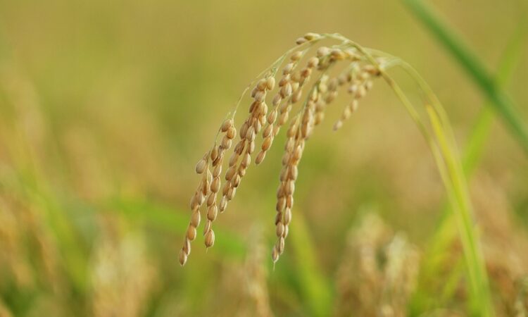 日本の宝ともいえる食材、米のパワーはビューティケアでも大活躍